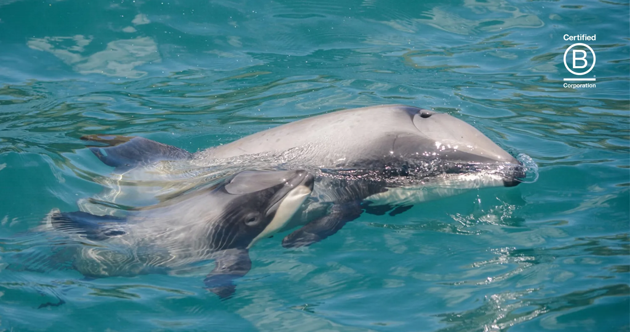 Akaroa Dolphins